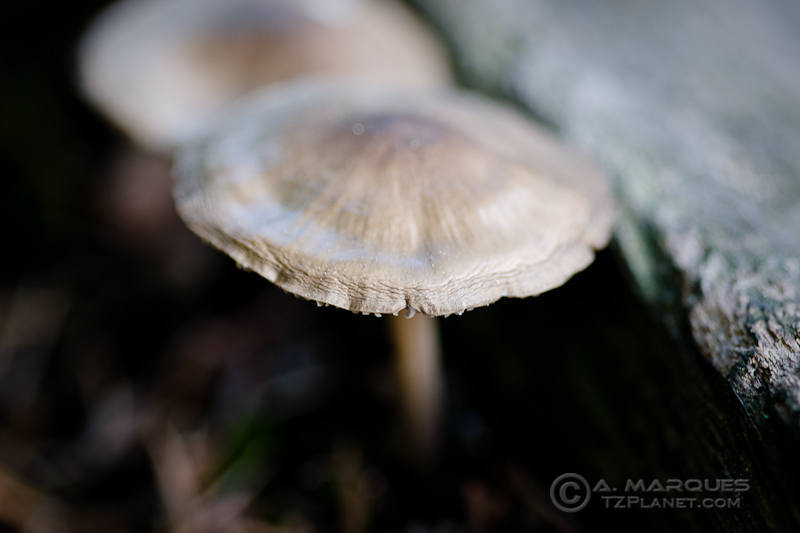 Autumn Fungus - A couple of mushrooms sprouting near a small wall at the Cologne Botanical garden, Koeln, Germany