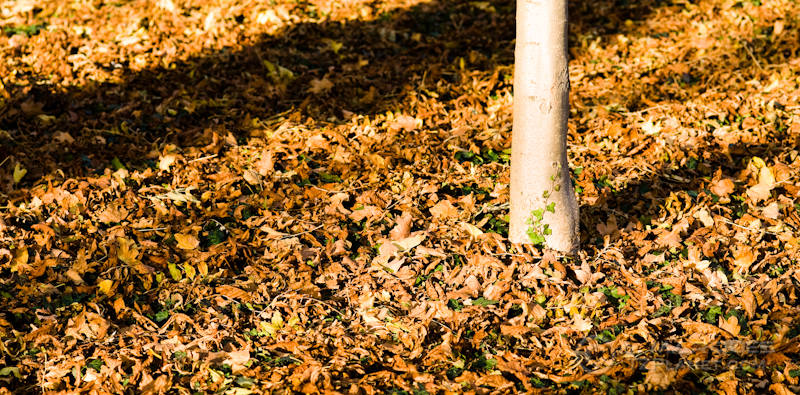 Autumn Carpet - Ground covered with fallen leaves in Autumn, with single tree trunk. These image was taken on a no longer used cemetery in Cologne, Germany.