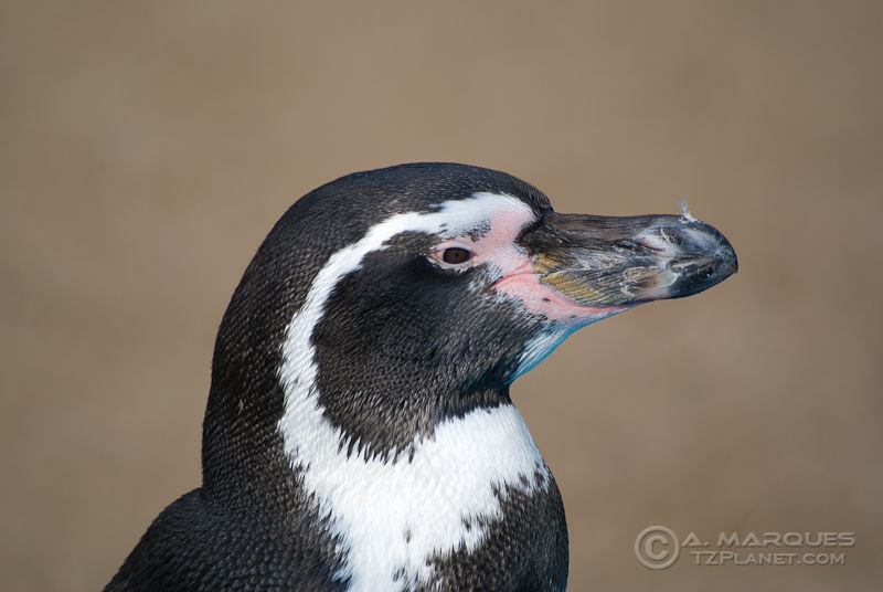 Peruvian Penguin (Spheniscus humboldti)
